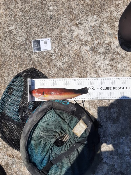 Fish Measure Picture